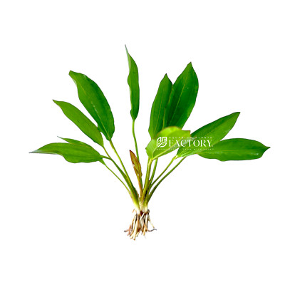 Echinodorus Green Chameleon | Aquarium Plants Factory 