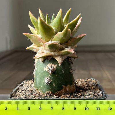 30-1561 Cactus hybr (agavoides x kotschoubeyanus) f. variegata, grafted