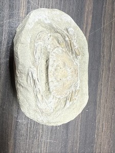 Rare Spiny Charybdis Fossil Crab – Complete, Fine Preparation, Indonesia