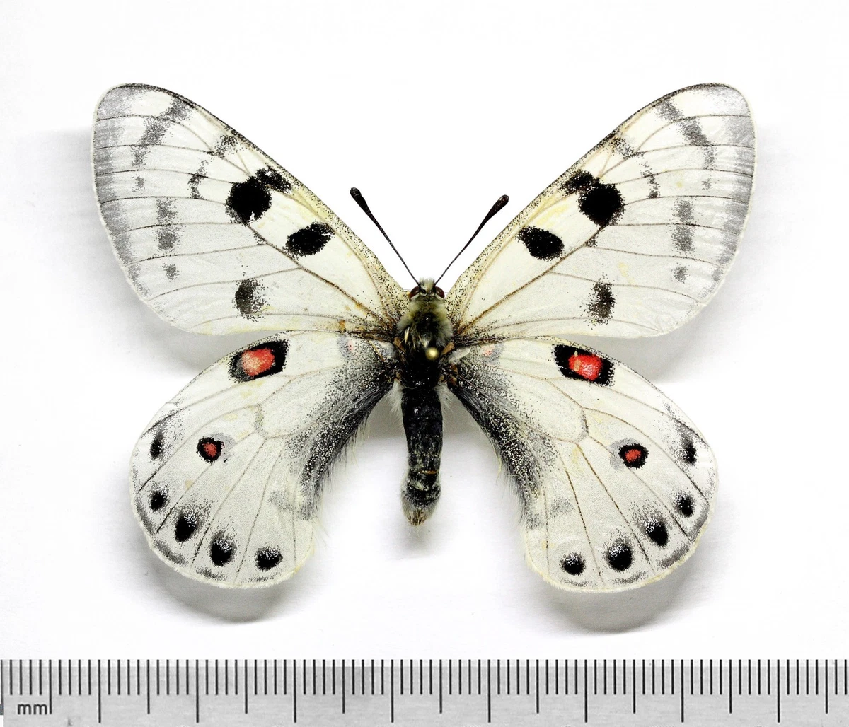 Parnassius Butterfly for sale | eBay
