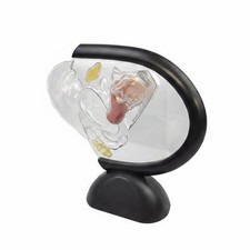 Transparent Uterus Model Educational Anatomy Uterus Display Model for Classroom