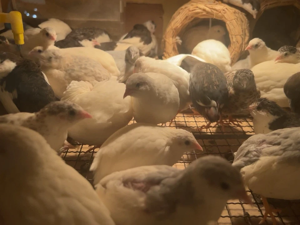 Huevos de escotilla de codorniz botón AAF 12+3 extra Foto 3 de 4