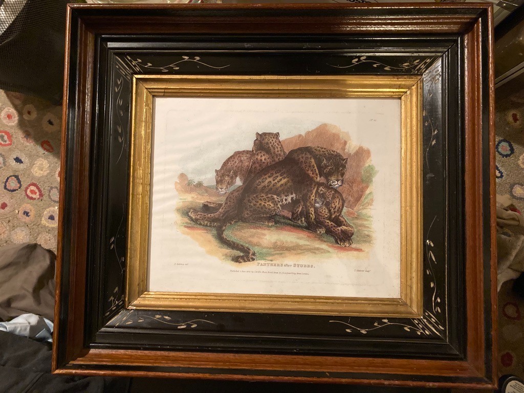 1823 Lion Engraving by master PANTHERS after STUBBS No Repro Original Old Frame