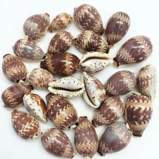 25PC Day-Break Cowry Sea Shells, Palmadusta Diluculum Shells, 3/4 ~ 1-1/4 Inch