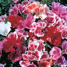 Beautiful Godetia Seeds  200 SEEDS  --BUY 4 ITEMS FREE SHIPPING