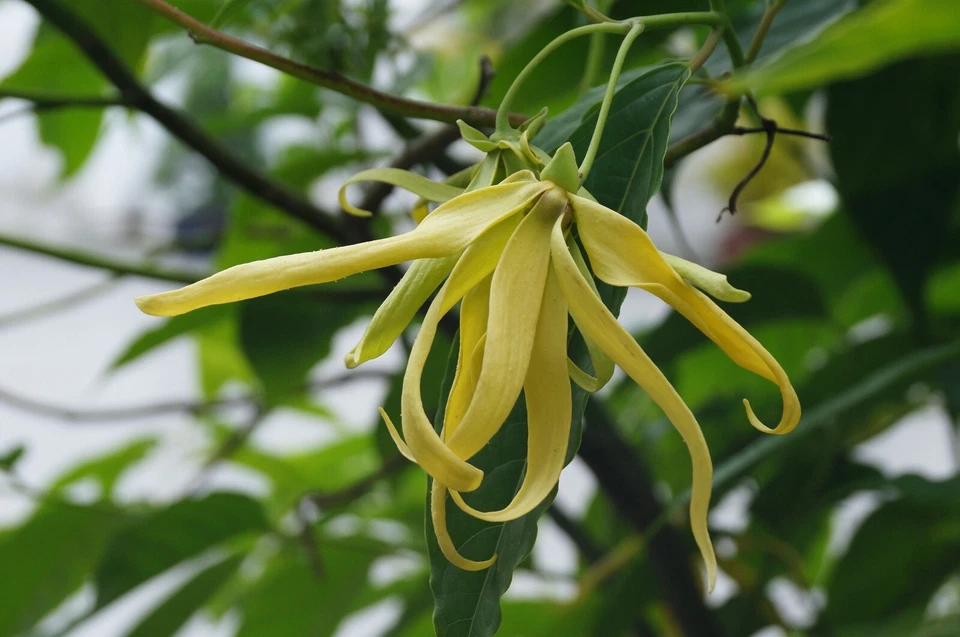 Ylang Ylang Pure Essential Oil. UNDILUTED. BUY 2 GET 1 FREE