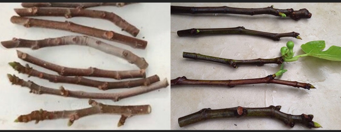 Fig Tree Cuttings - Many verieties to choose from