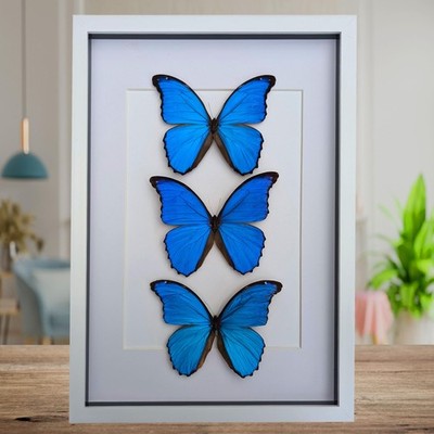 Insectrum Framed Morpho Didius Butterfly Display, A3 Size, Triple Blue Giant