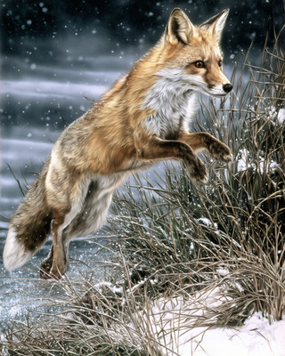 8x10 Red fox in snow by icy water winter scene - 915920482