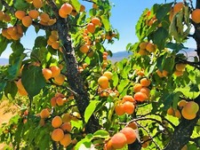 Prunus armeniacum  5 Apricot seeds. Beautiful blossom/ attractive Autumn