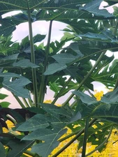 Papaya Tree 5”-10” Live Tropical Fruit Plant | Sweet Orange Fruit - Organic USA