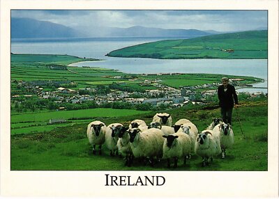 CPM AK Kerry bringt das Schaf Dingle Harbour IRELAND (1440852)