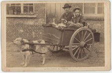 Cabinet Zazzarini & Co à Anvers. Laitière flamande. Charrette à chien. Belgique.