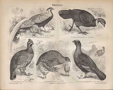 Lithograph 1890: CHICKEN BIRDS. Bush Chicken Silver Pheasant Hazel Grouse Partridge Moor Snow
