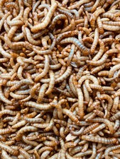 Vers de farine vivants, 1 Kg, nourris en bio, Elevage Eco-responsable Français