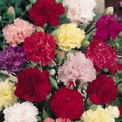 carnation dianthus seeds mix giant chabaud flower caryophyllus perennial scarlet flowers