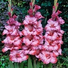 TED'S TRUMP Large Flowering Gladiolus- Top Size 14/16 cm Bulbs - US Seller