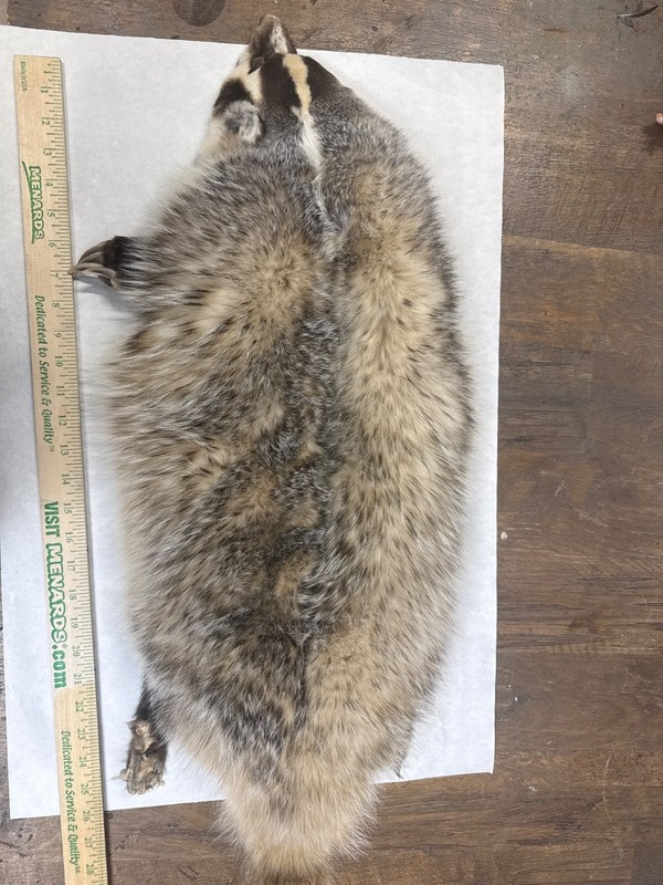 Badger lifesize skin Huge taxidermy art craft deer cape elk coyote fox oddity