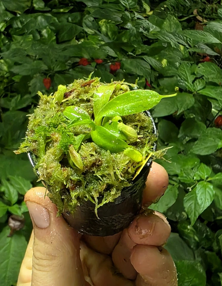 Nepenthes HARRYANA - RARE PLANT  - Small Size - Bild 2 von 2