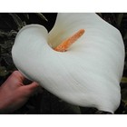 Rare, spotted Calla Lily "Hercules"! - Grows 7 feet tall! - Genuine plant — photo 1