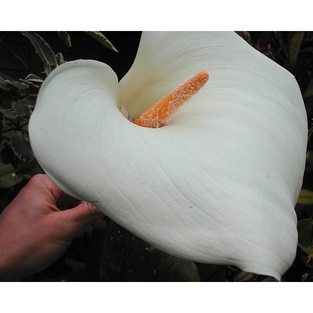 Rare, spotted Calla Lily "Hercules"! - Grows 7 feet tall! - Genuine plant