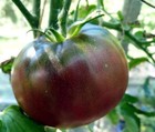 01 gram Black Krim Tomato Seed OP OG No till