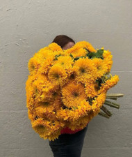 50 GIANT TEDDY BEAR SUNFLOWER SEEDS - 7 FEET TALL -- BEE'S HUMMINGBIRD -- RARE