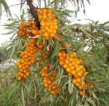 Sea Buckthorn, Hippophae Rhamnoides, Shrub Seeds