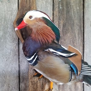 Mandarin-Duck | eBay