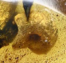 Scarce Gastropoda Land Snail , in Burmese Amber