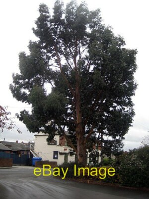 Photo 6x4 Eucalyptus Tree This stately evergreen tree fitting the descrip c2008