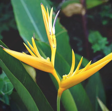 Set of 2 Yellow Bird of Paradise Rhizomes Live Ornamental Plant Rhizomes