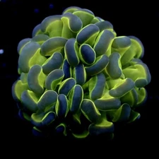 Hologram Hammer Coral - 1 Head - LIVE CORAL New York Reef Aquatic