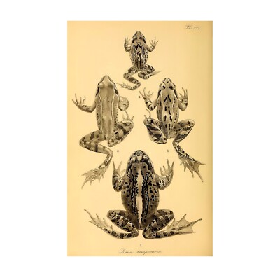 Frogs Print | Limited Edition Numbered Art | Vintage Zoological | Amphibian