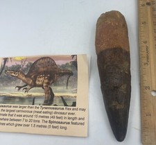 Spinosaurus Tooth 5.5”  Dinosaur Fossil not T Rex Cretaceous N15