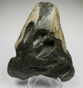 Limited To One Piece Megalodon Shark Tooth Fossil 3 3 8 Inches No Restoration Giant Huge Tooth High Quality Preferably Authentic Www Globalwealths Org