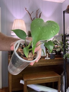 たくま　 デビルモンスター　devil monster 28 Monstera Devil Monster | eBay