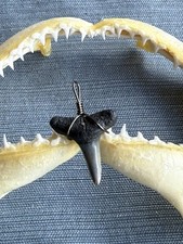 SHARK TOOTH PENDANT..fossilized 7/8 inch lower Lemon from Venice Florida.