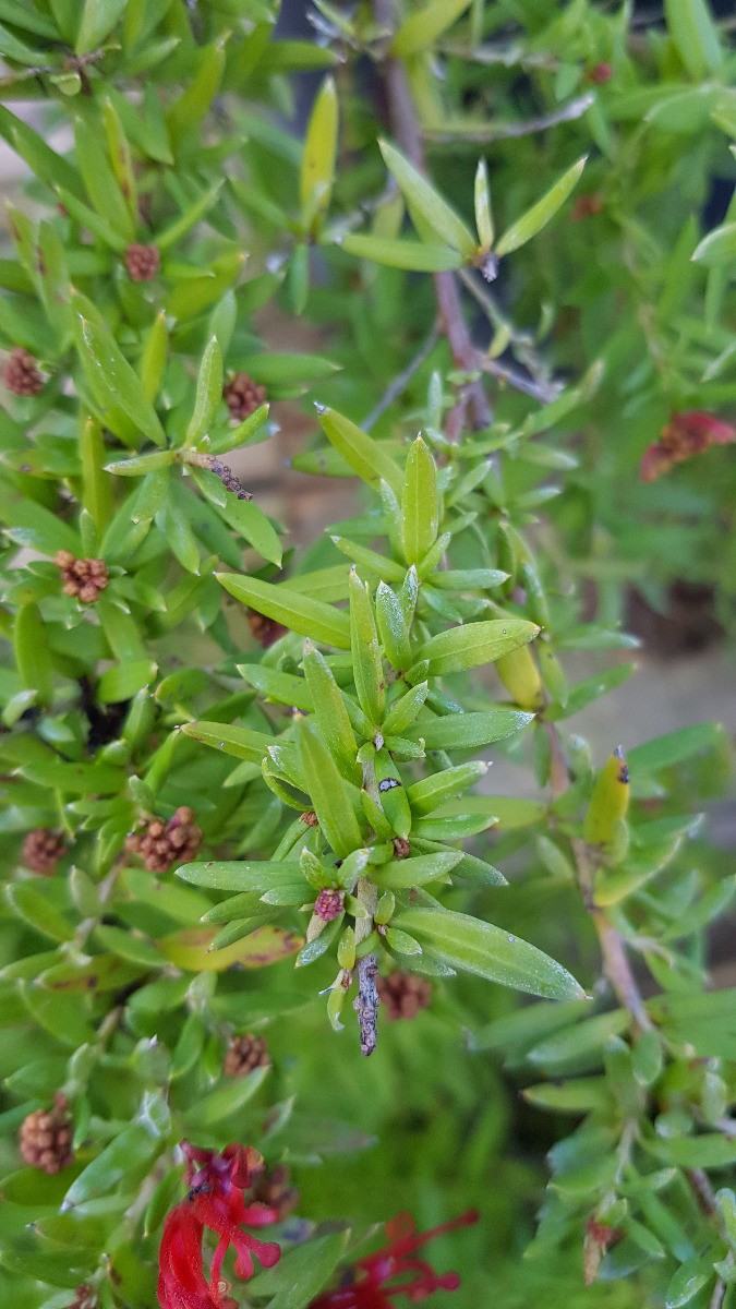 Grevillea juniperina en conteneur de 4L arbuste persistant pour haie brise-vue de jardin