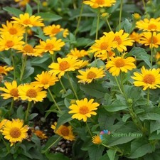 100 semi Heliopsis Helianthoides grezzo Oxeye piante da fiore di girasole finto