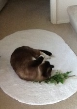 Home Grown KITTY CATNIP Organic From TENNESSEE