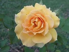Champagne @8 Rose Bush 50 or 100 Seeds~Rare-Free Shipping-USA Seller