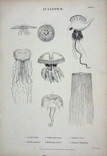 Original Old Antique Print C1850 Acalephae Cynaea Physalia Rhizostoma Geryonia