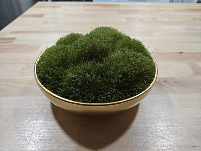 Threshold Faux Floral Decor Moss in Gold Ceramic Bowl Indoor Tabletop