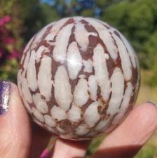 Fossilized Coral Fossil Crystal Sphere Cream Beige 270 Grams | 58mm