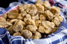 Luxury White Truffle 85g compost  inlculated with Tuber Magnatum mycelium spores