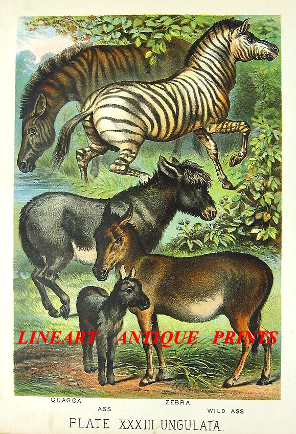 Donkey Painted Zebra