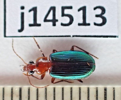 j14513. Insects, Carabidae sp. Vietnam, Lam Dong. A2