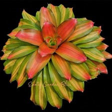    Neoregelia  Orange Glow    Variegated Bromeliad Offset