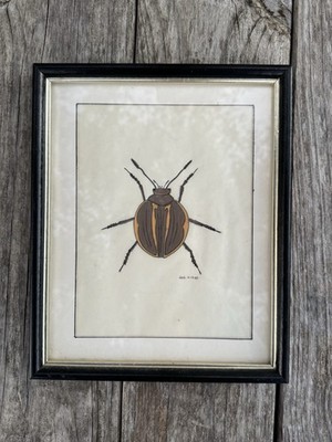 Original Coleoptera Beetle Insect Drawing Signed Dated 1983 Framed 8.5x11 Art